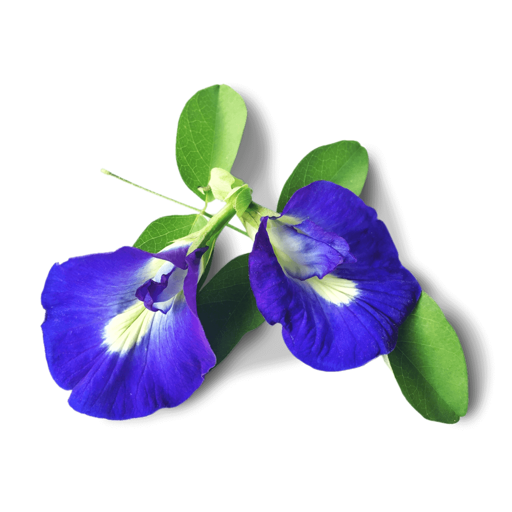 Blue Tea Flower