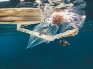 plastic bags floating in the ocean